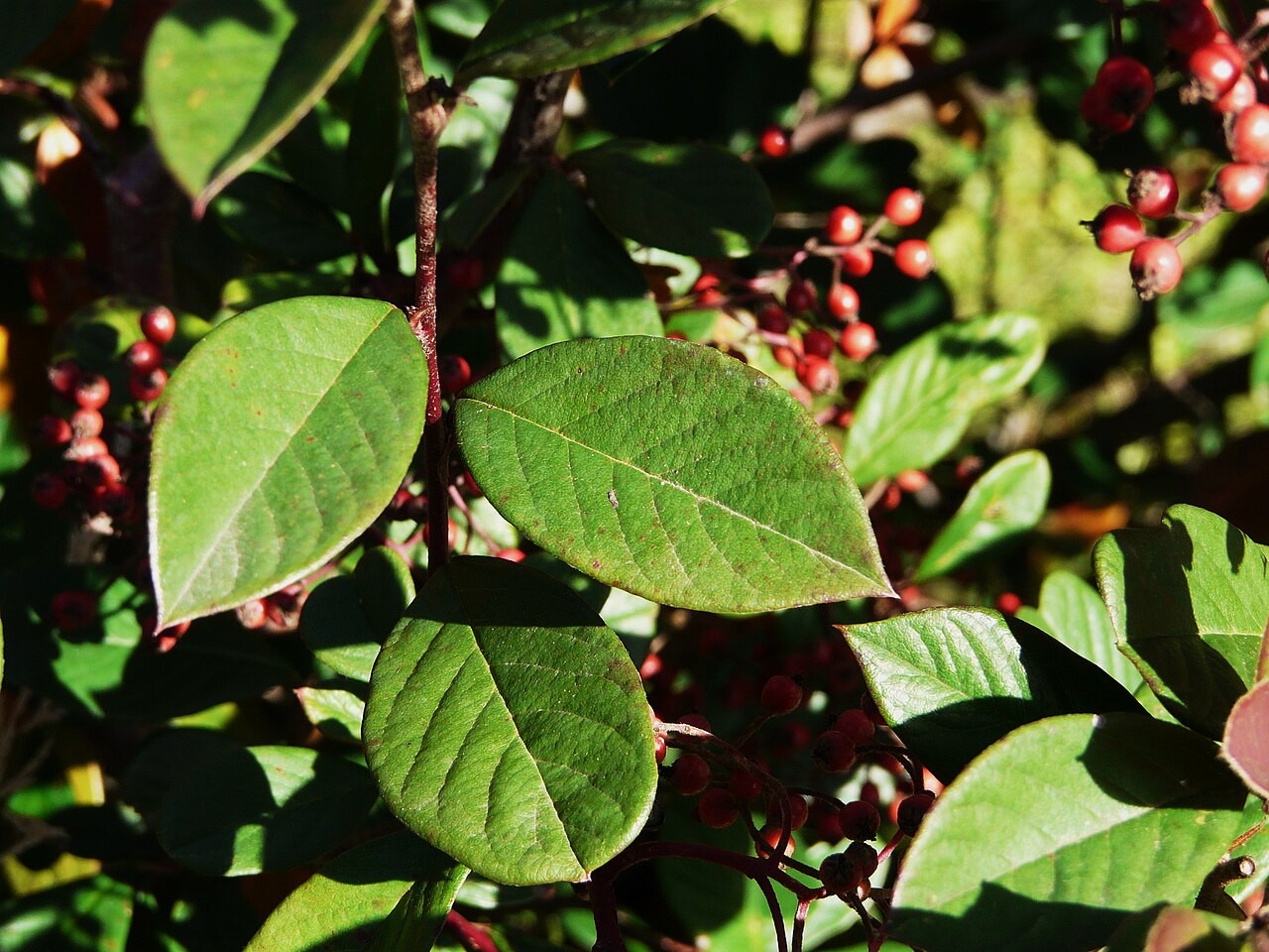 Cotoneaster lacteus, Milkflower cotoneaster — spreading evergreen (Rosaceae) (image 10 of 10)