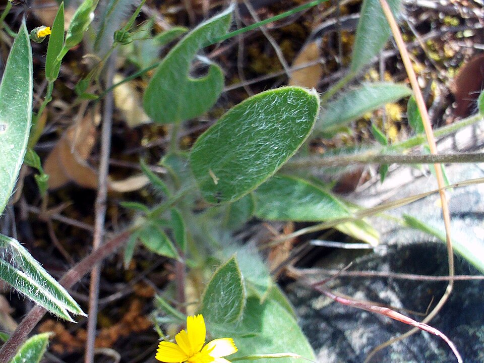 Anthyllis vulneraria (Common Kidney-Vetch)