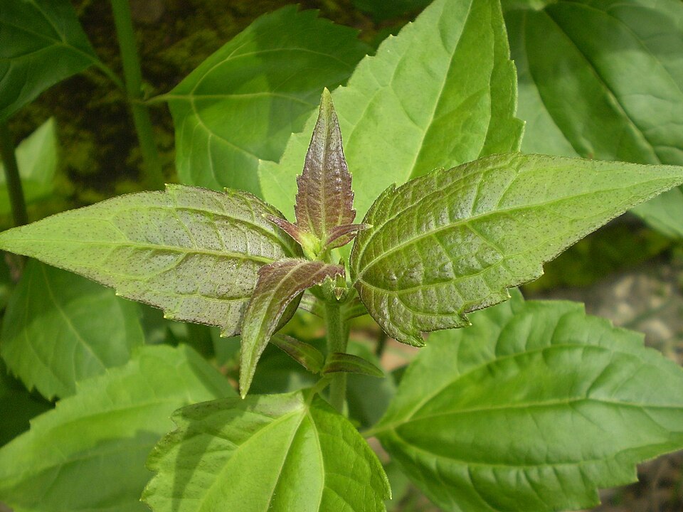 Chromolaena odorata (Siam weed)