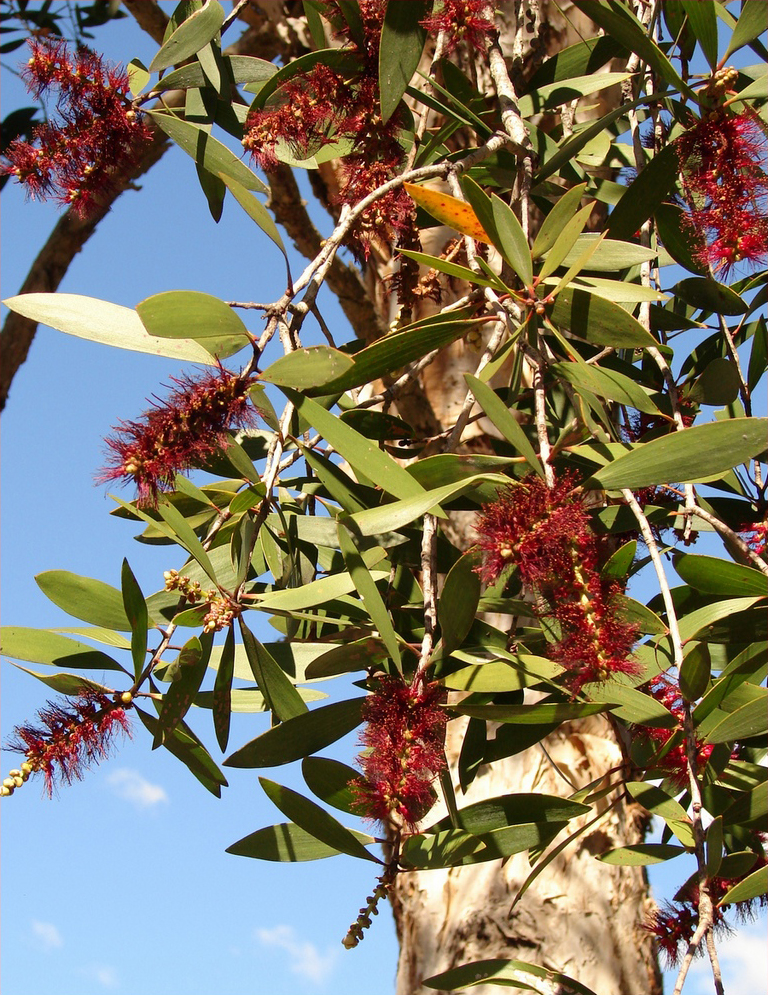 Melaleuca quinquenervia (Broad-leaved paperbark)