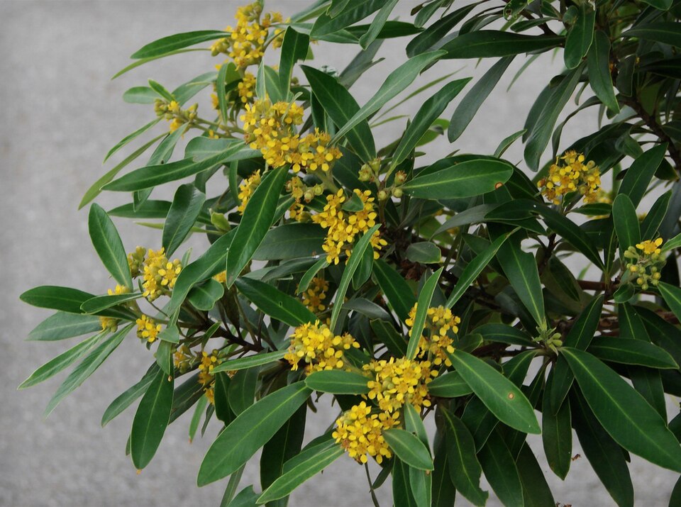 Tristaniopsis laurina (Water Gum) (alternate view 6)