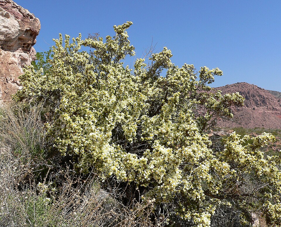 Purshia stansburyana (Stansbury's Cliffrose) (alternate view 9)
