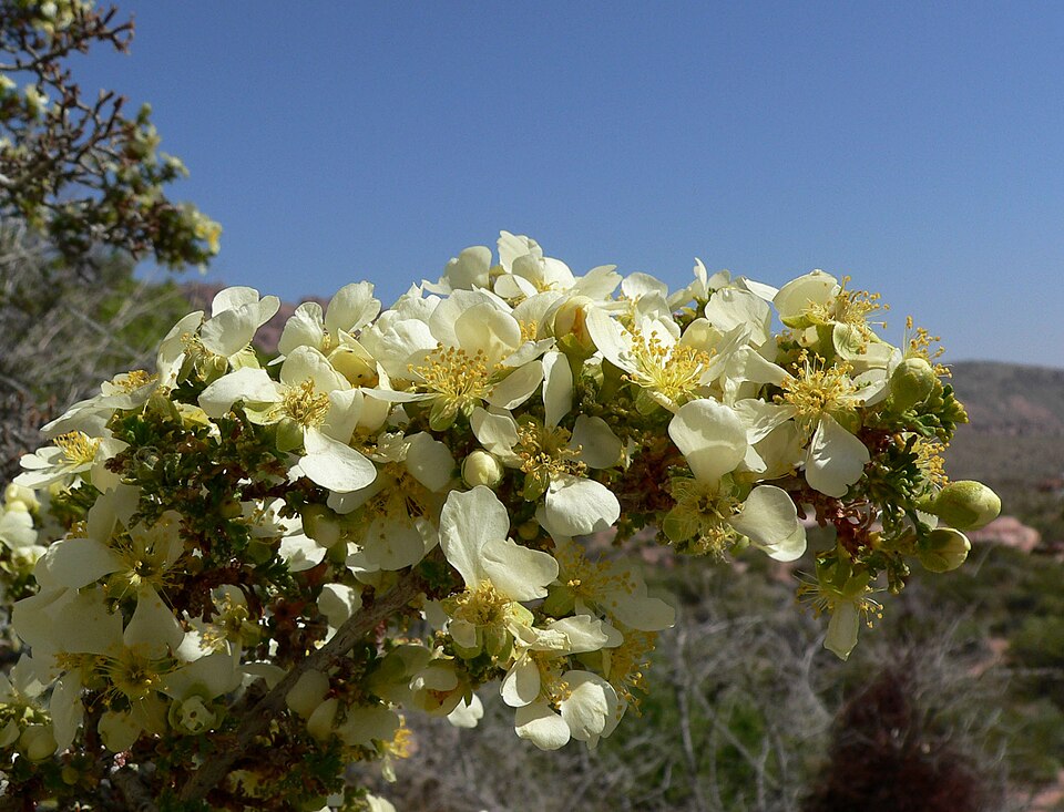 Purshia stansburyana (Stansbury's Cliffrose) (alternate view 10)