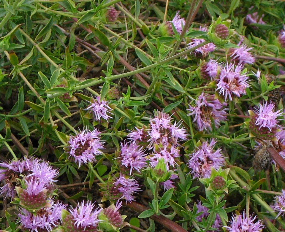 Monardella odoratissima (mountain coyote mint) (alternate view 6)