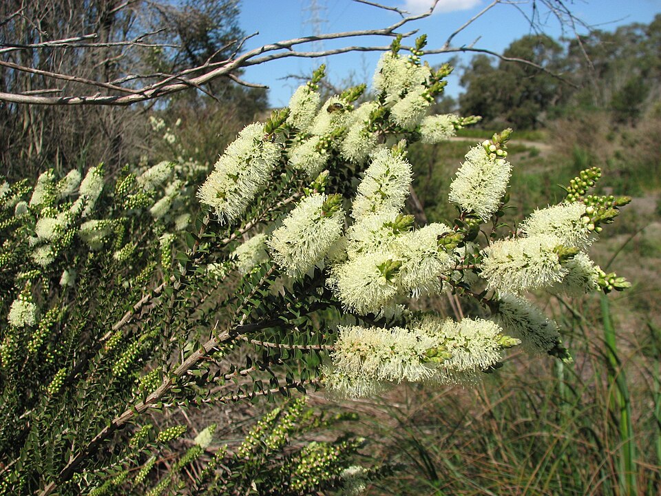 Melaleuca squarrosa (scented paperbark) (alternate view 6)