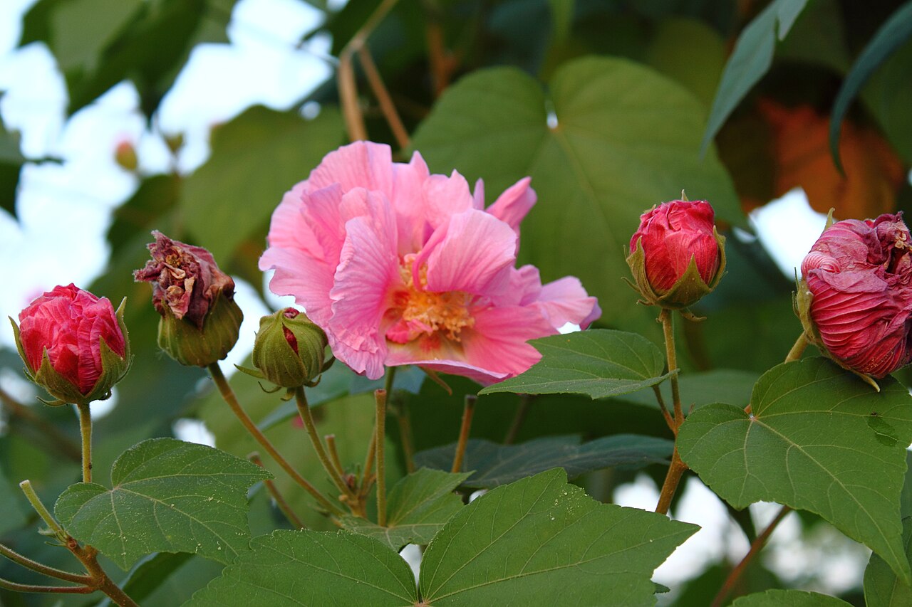 Hibiscus mutabilis, Confederate rose — upright deciduous (Malvaceae) (image 2 of 10)