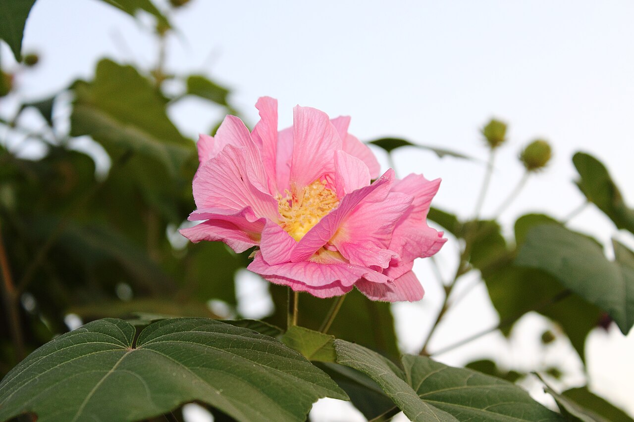 Hibiscus mutabilis, Confederate rose — upright deciduous (Malvaceae) (image 3 of 10)