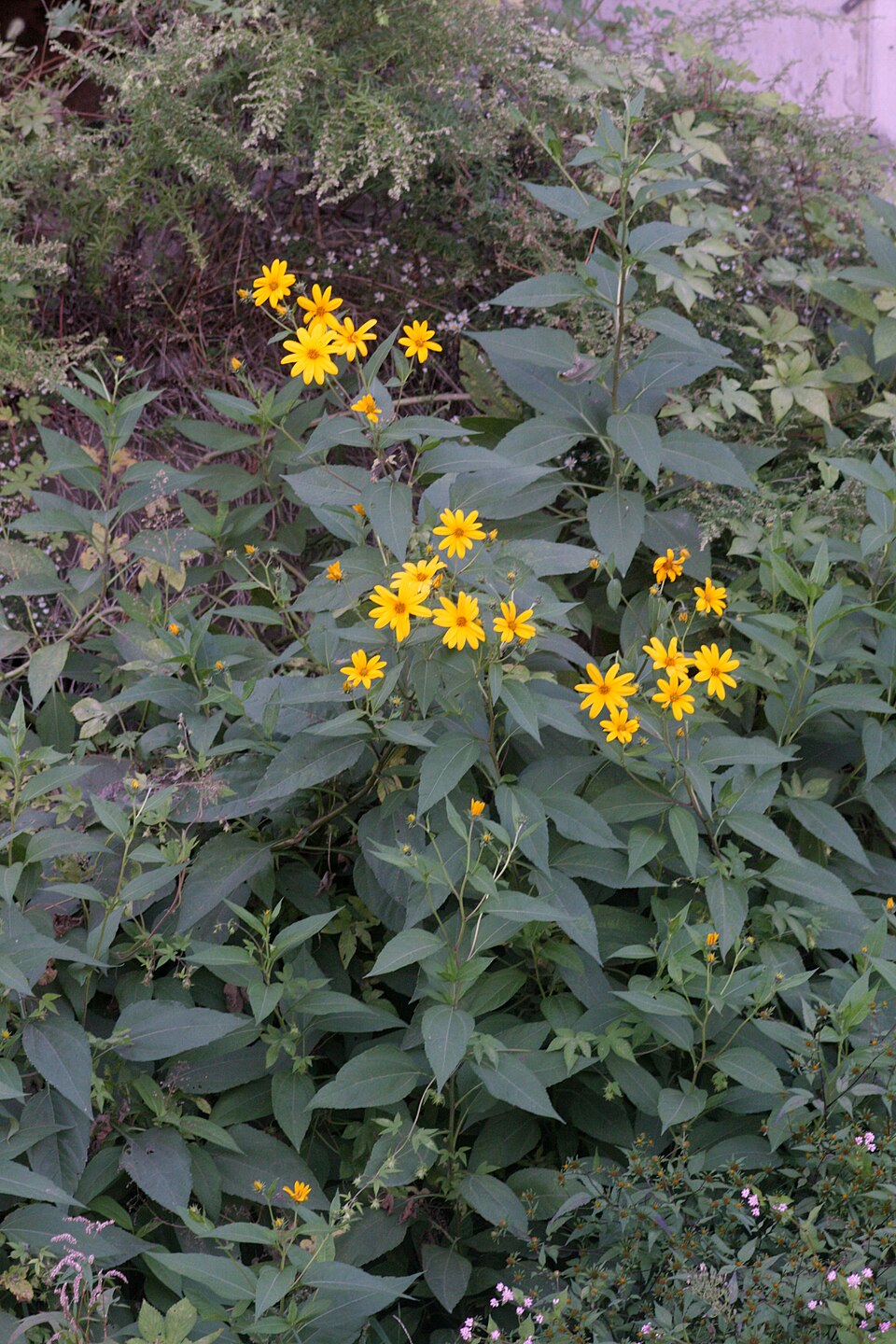 Helianthus tuberosus (Jerusalem artichoke)