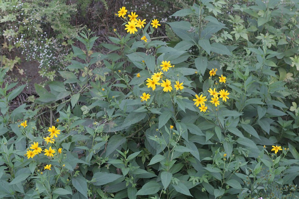 Helianthus tuberosus (Jerusalem artichoke)