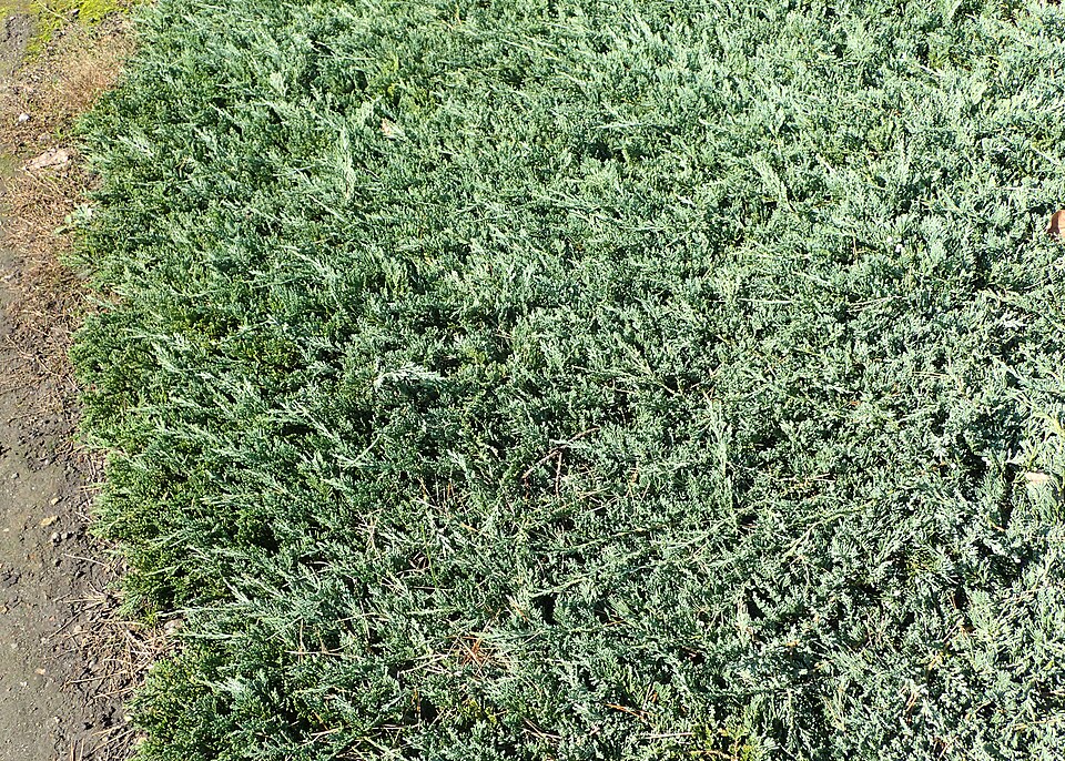 Juniperus horizontalis 'Wiltonii' (Blue Rug Juniper) (alternate view 5)