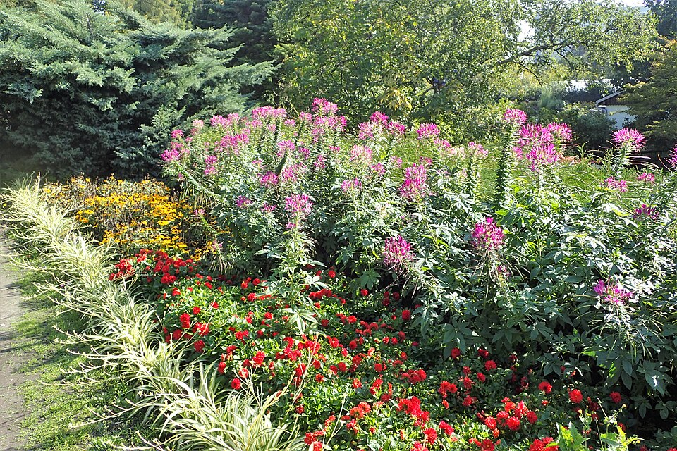 Cleome (Spider Flowers) (alternate view 3)