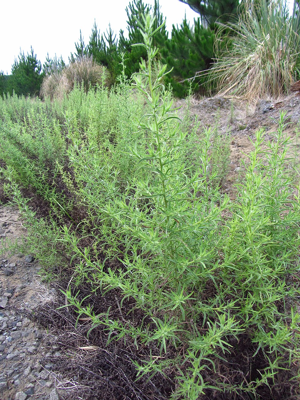 Dittrichia graveolens (Stinkwort) (alternate view 10)