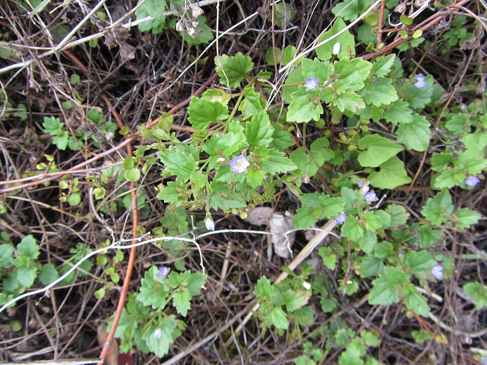 Veronica plebeia (Australian Speedwell) (alternate view 8)
