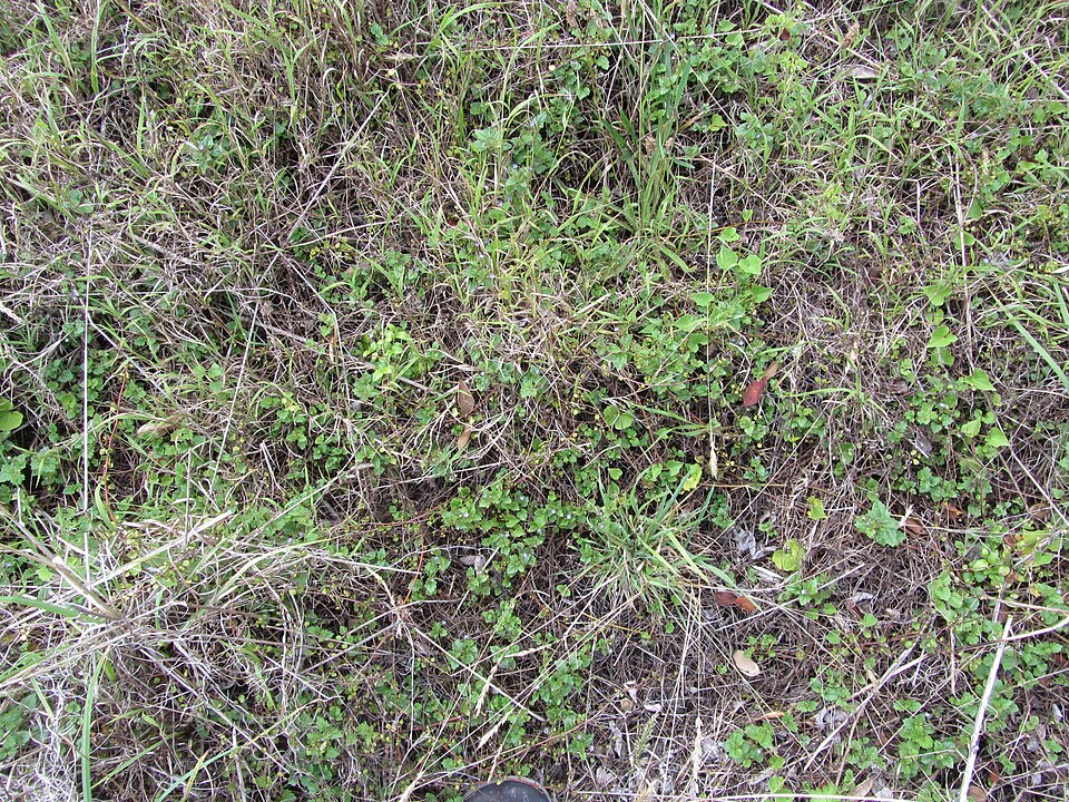 Veronica plebeia (Australian Speedwell) (alternate view 9)