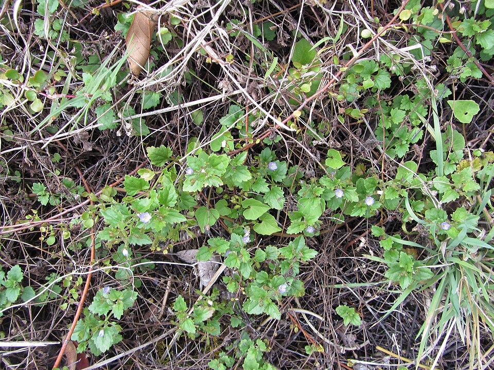 Veronica plebeia (Australian Speedwell) (alternate view 10)
