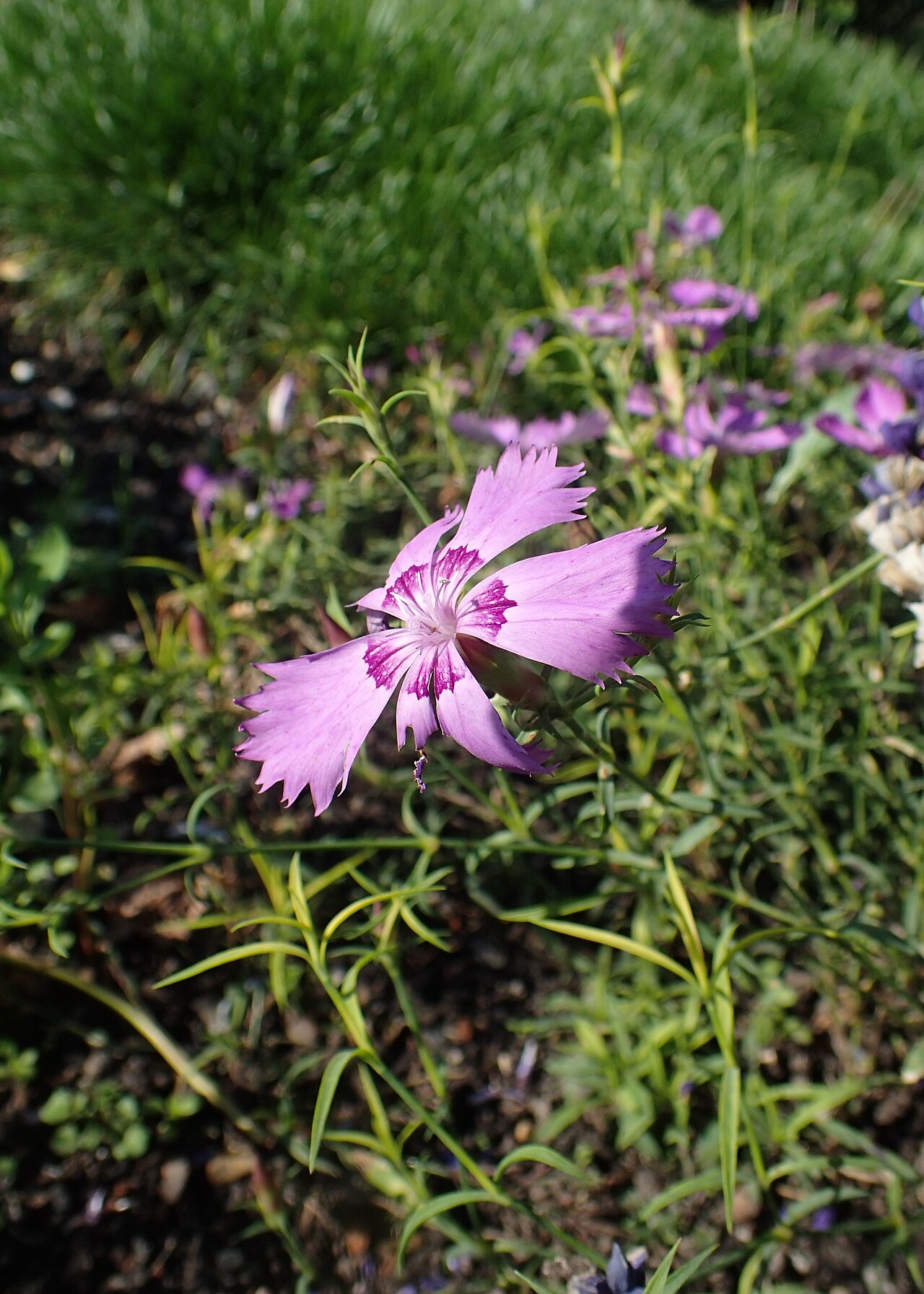 Dianthus chinensis, China pink — mounding semi-evergreen (Caryophyllaceae) (image 8 of 10)