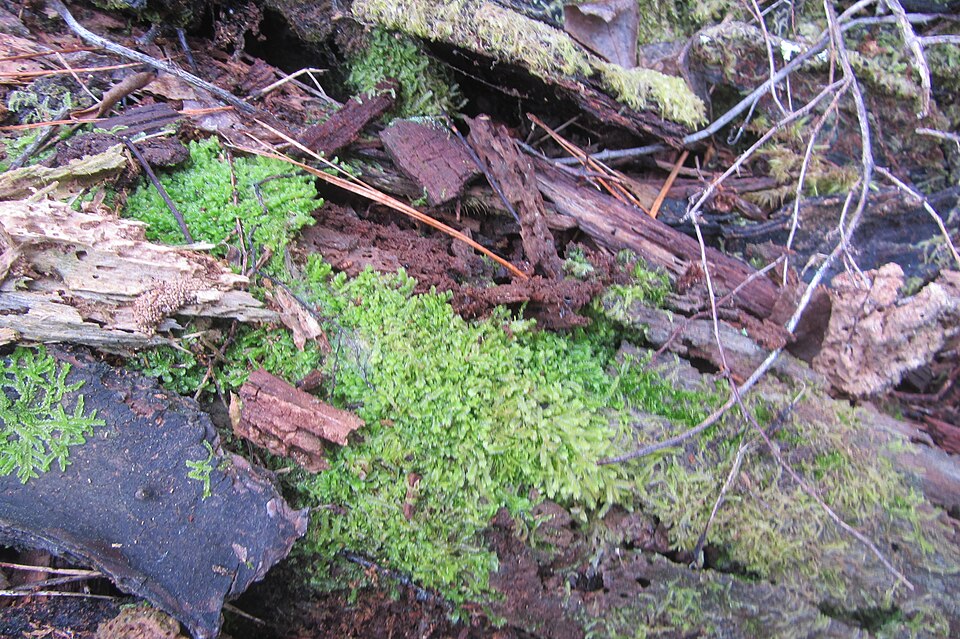 Lophocolea semiteres (Southern Crestwort) (alternate view 3)