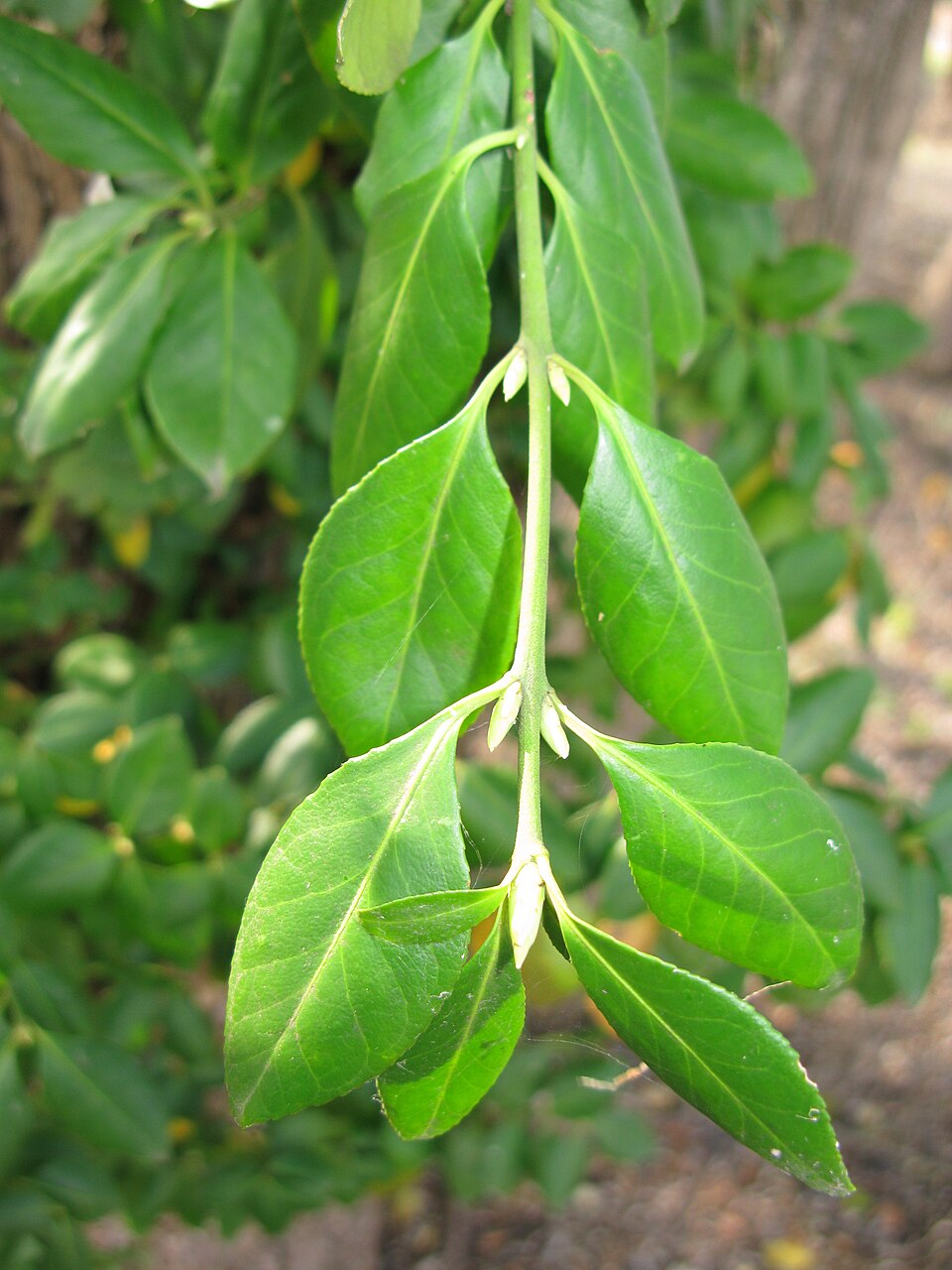 Euonymus fortunei (wintercreeper) (alternate view 9)