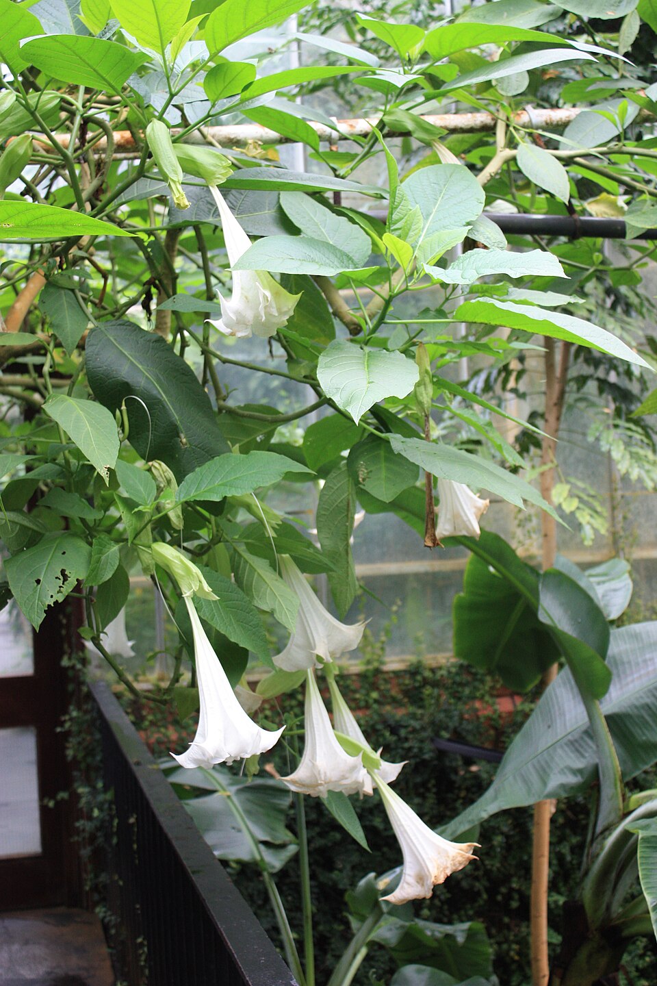 Brugmansia suaveolens (Angel's Trumpet) (alternate view 9)