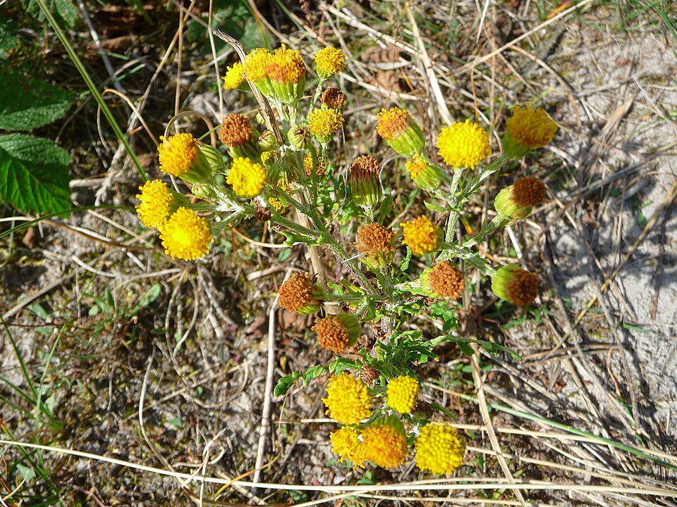 Jacobaea vulgaris (tansy ragwort)