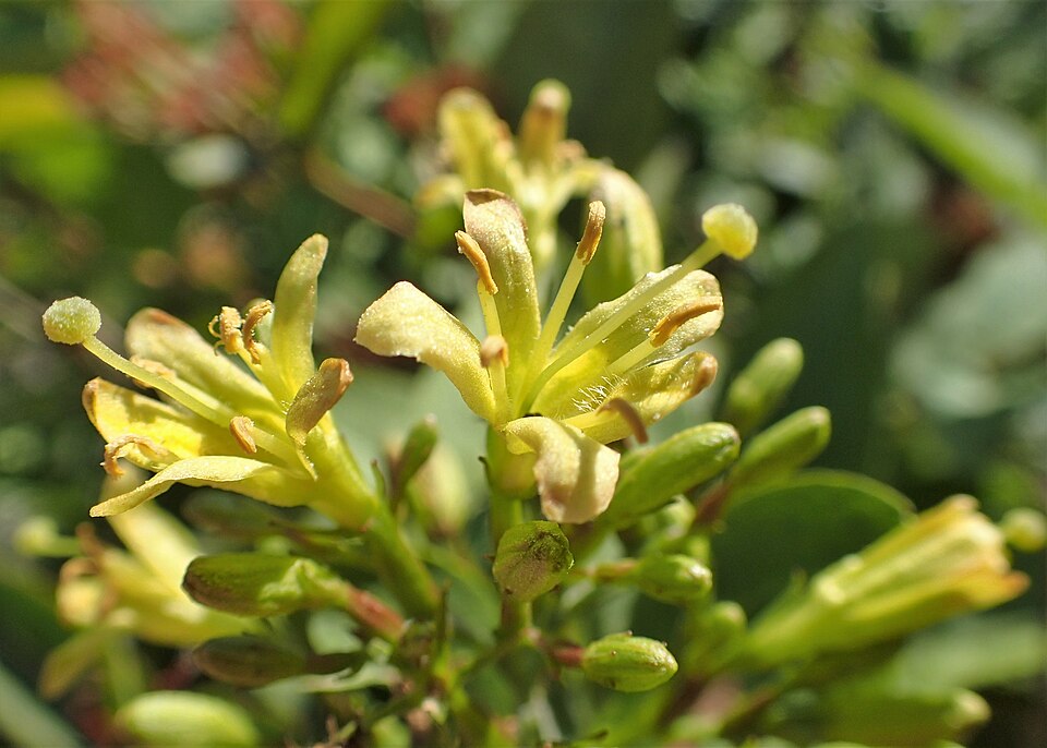 Diervilla rivularis (Bush Honeysuckle) (alternate view 7)