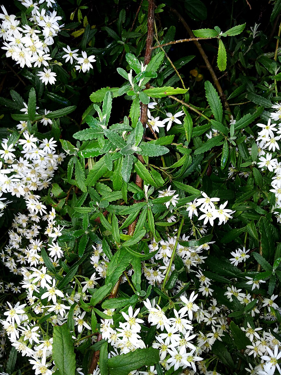 Olearia phlogopappa (Asthma Bush) (alternate view 7)
