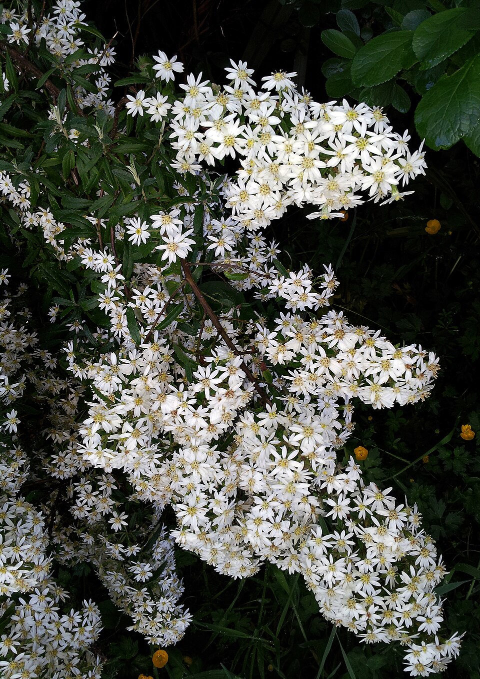 Olearia phlogopappa (Asthma Bush) (alternate view 8)