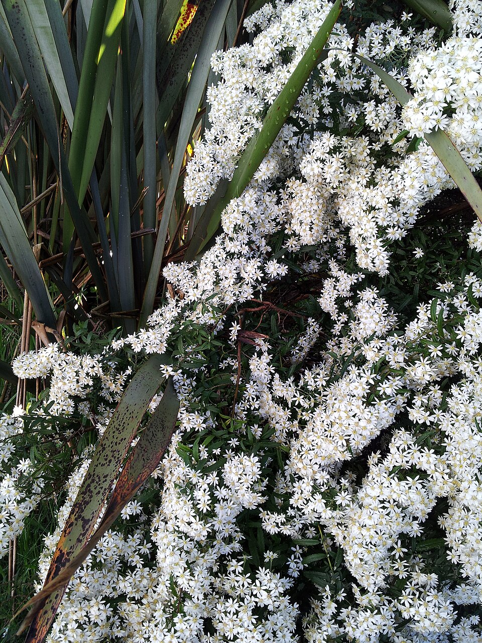 Olearia phlogopappa (Asthma Bush) (alternate view 9)