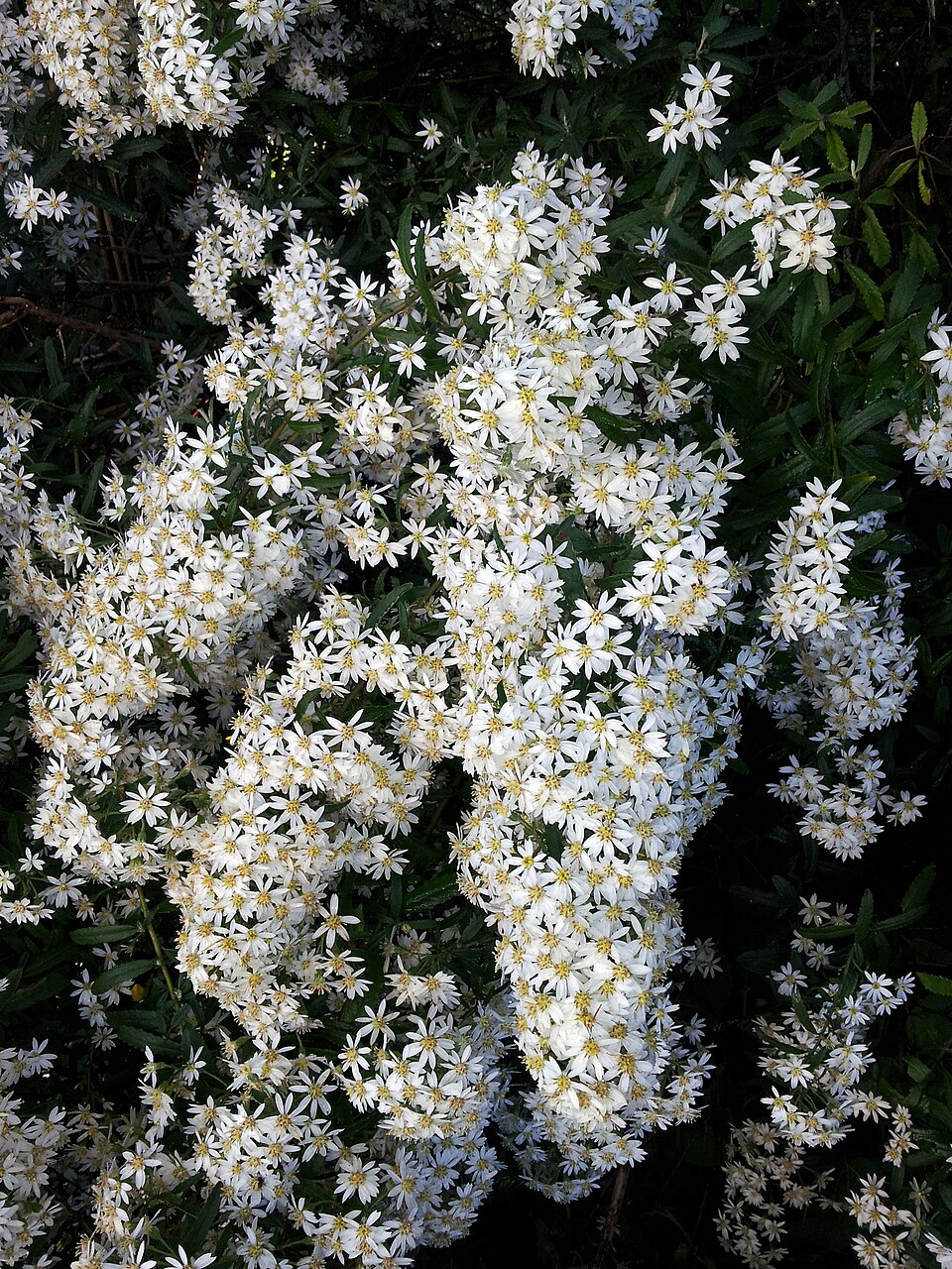 Olearia phlogopappa (Asthma Bush) (alternate view 10)