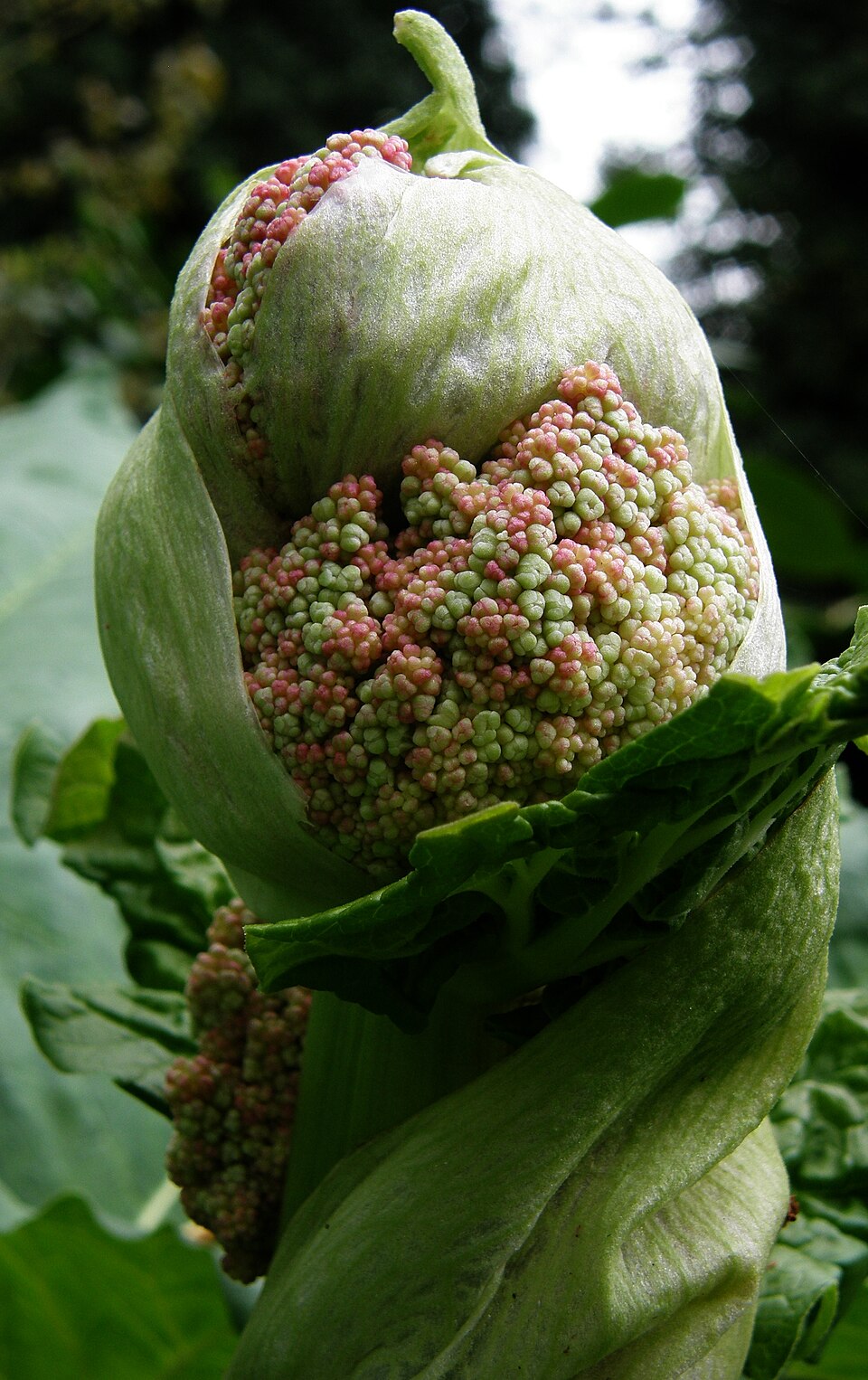 Rheum rhabarbarum (Rhubarb)