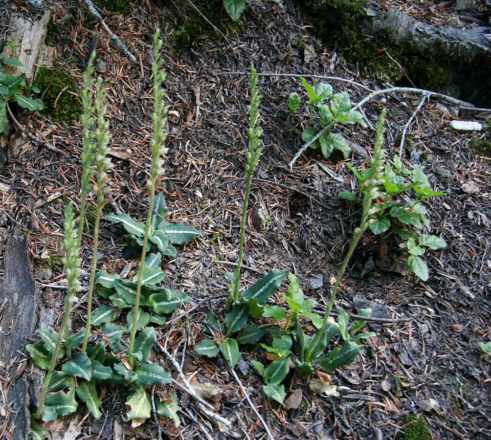 Goodyera oblongifolia (Rattlesnake Plantain) (alternate view 7)