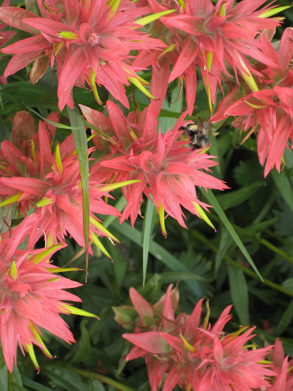 Castilleja miniata (Common Paintbrush) (alternate view 7)