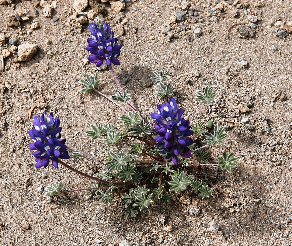 Lupinus lepidus (Dwarf Lupine) (alternate view 6)