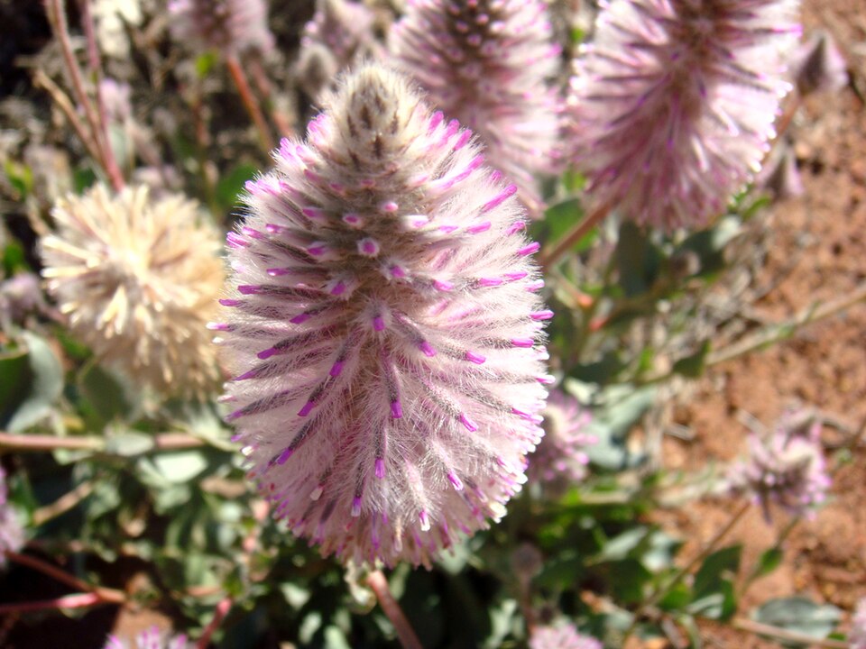 Ptilotus exaltatus (Pink Mulla Mulla) (alternate view 6)