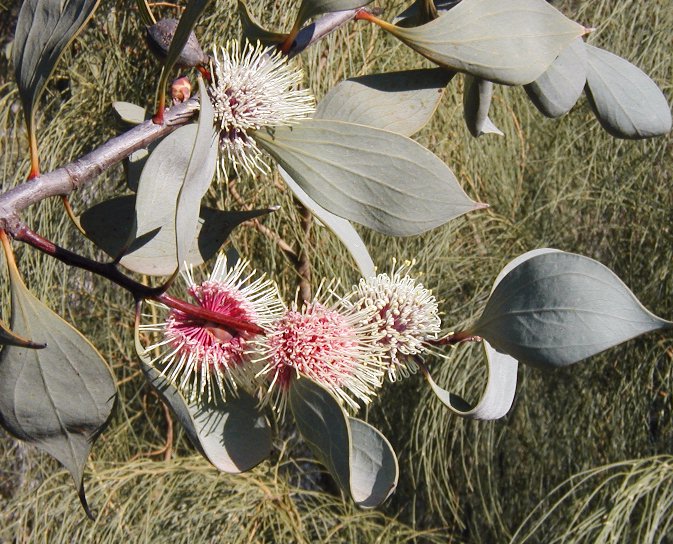 Hakea spp., pincushion trees — upright evergreen (Proteaceae) (image 7 of 14)
