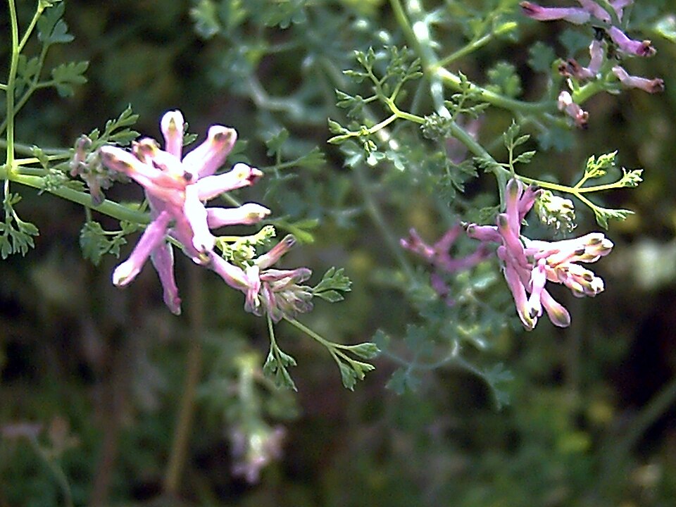 Fumaria capreolata (white ramping-fumitory)