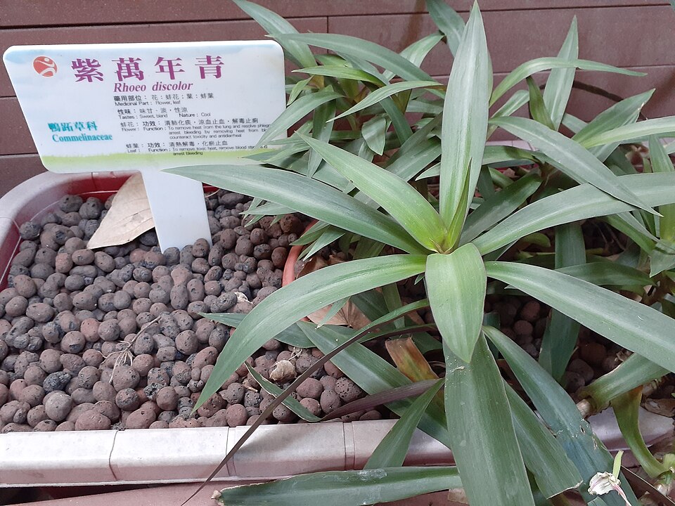 Tradescantia (Spiderworts) (alternate view 3)