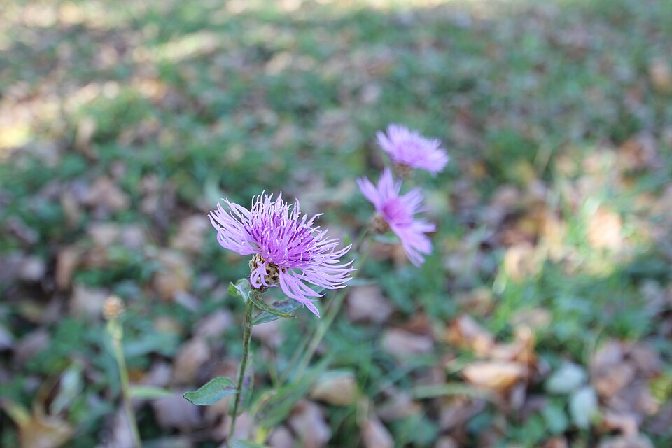 Centaurea (knapweeds) (alternate view 5)