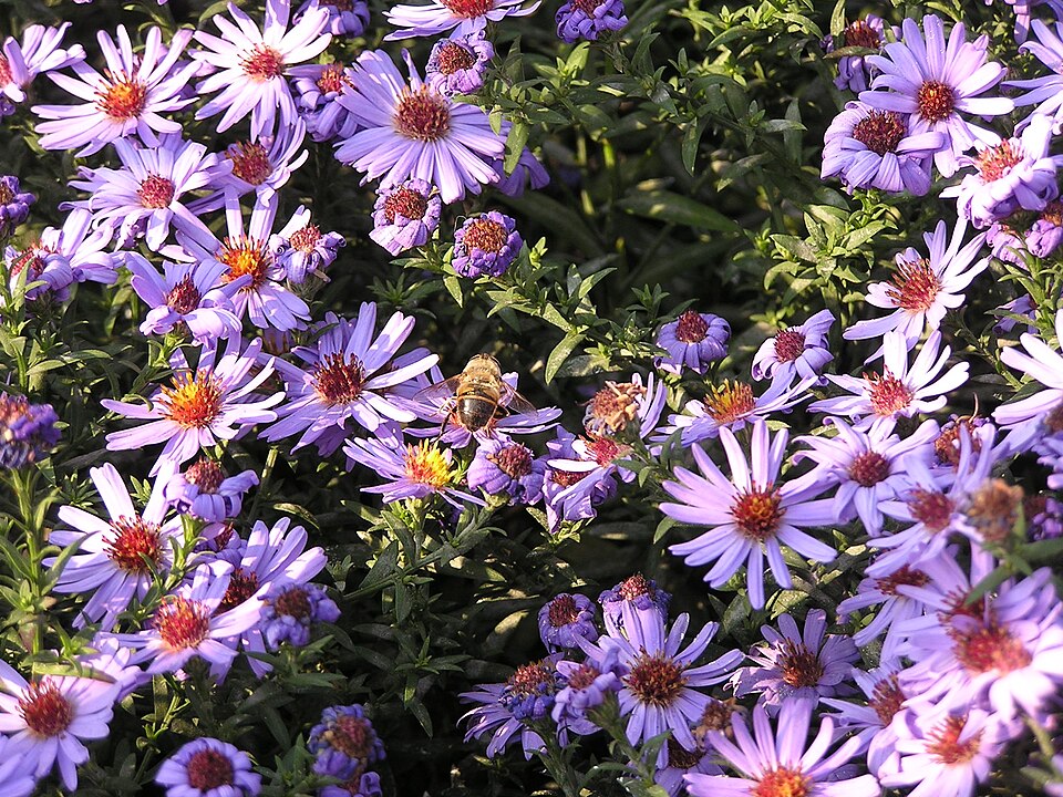 Symphyotrichum novi-belgii (New York aster)