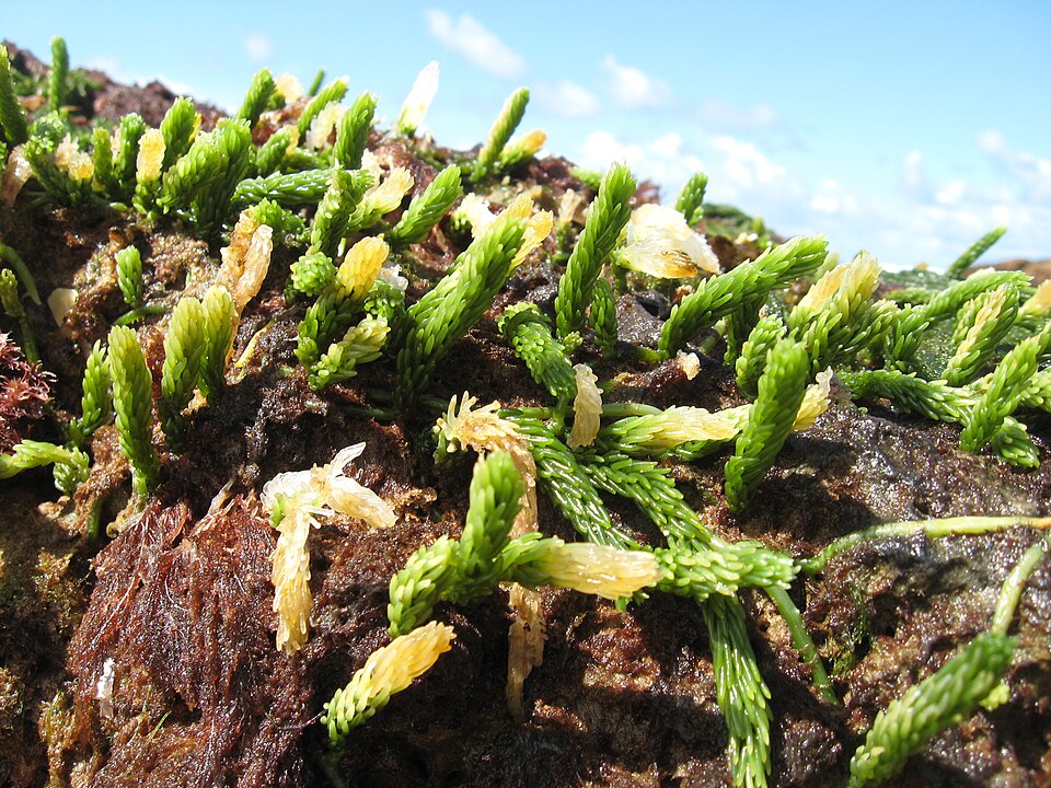 Caulerpa (alternate view 3)