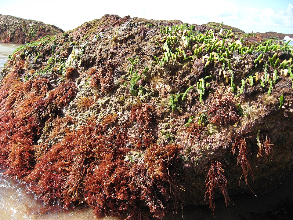 Caulerpa (alternate view 4)
