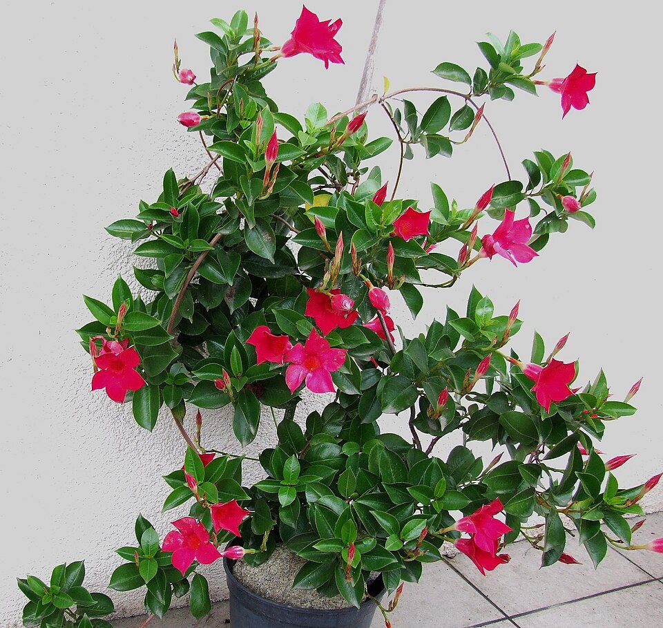 Mandevilla sanderi (Pink Mandevilla) (alternate view 8)