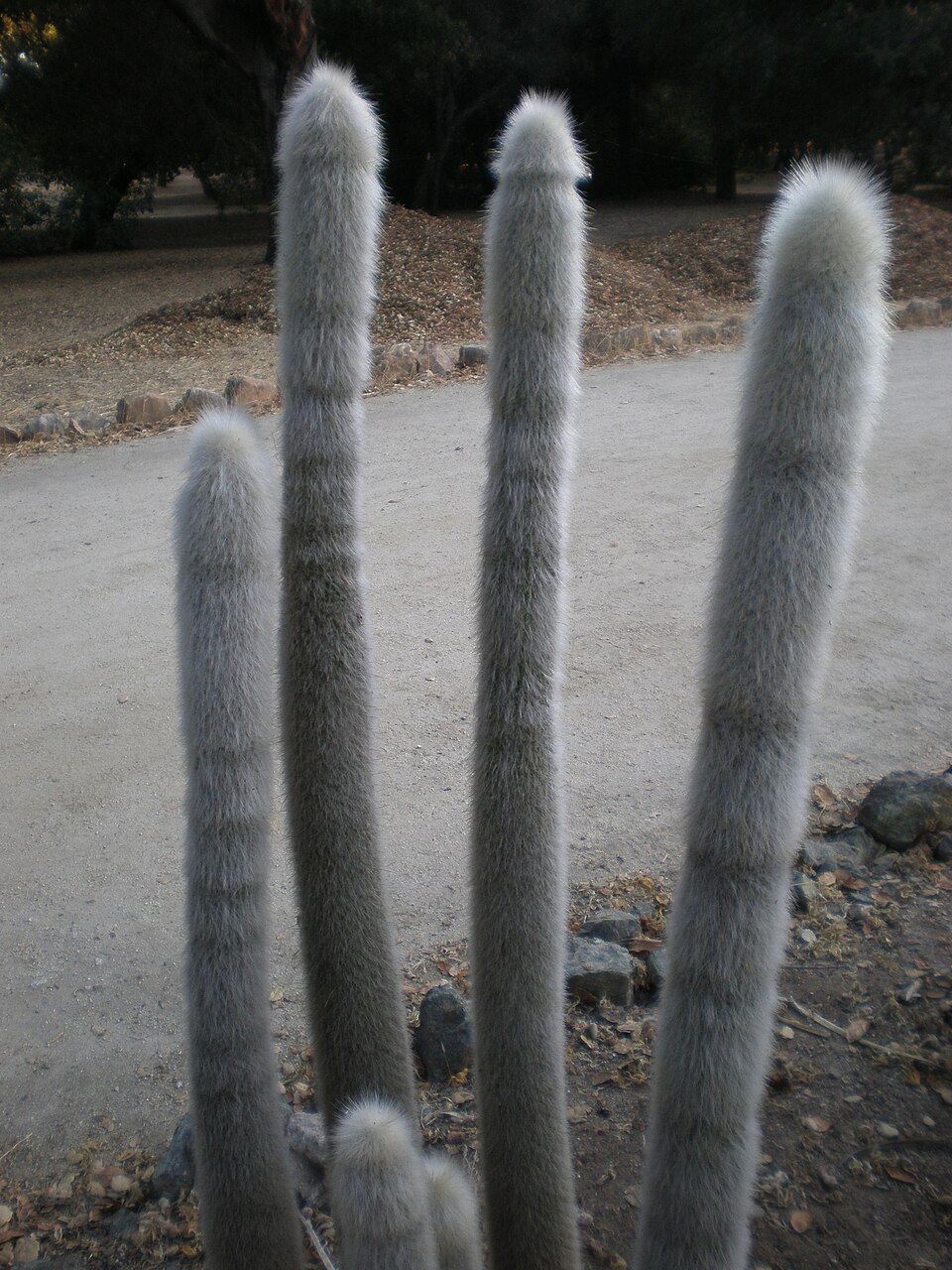 Cephalocereus senilis (Old Man Cactus) (alternate view 4)