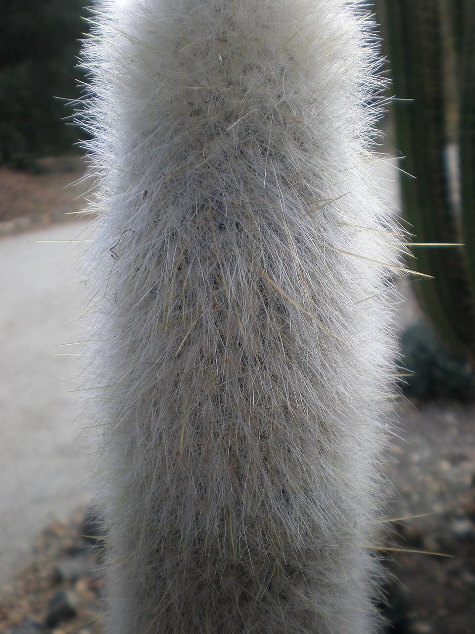 Cephalocereus senilis (Old Man Cactus) (alternate view 5)