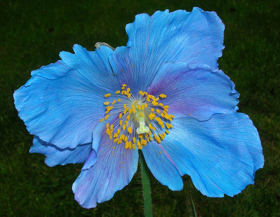 Meconopsis 'Lingholm' (blue poppy) (alternate view 2)