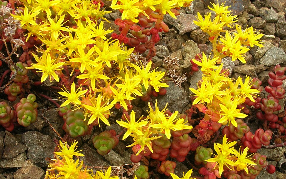 Sedum divergens (Spreading Stonecrop) (alternate view 9)