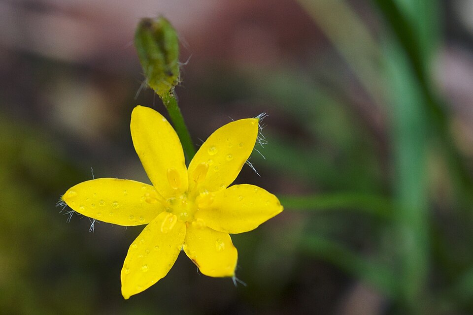 Hypoxis hirsuta (yellow star grass) (alternate view 8)