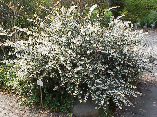 Osmanthus delavayi (Delavay osmanthus)