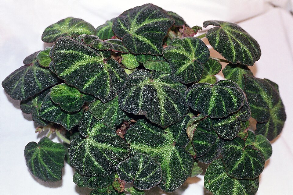 Begonia soli-mutata (Begonia Soli-Mutata)