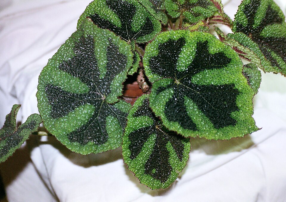 Begonia masoniana (Criss Cross Begonia) (alternate view 3)